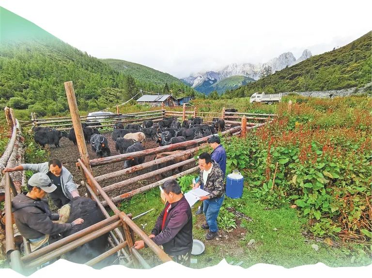 尼朵塘村最新动态报道