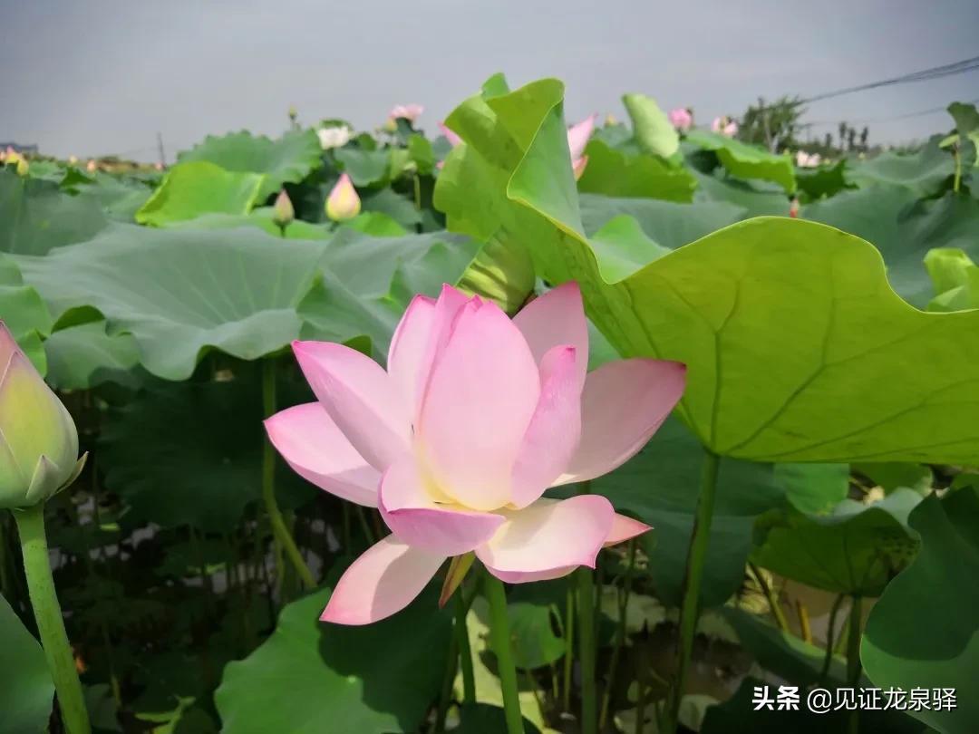 龙泉驿区最新领导团队，引领区域发展，塑造未来辉煌