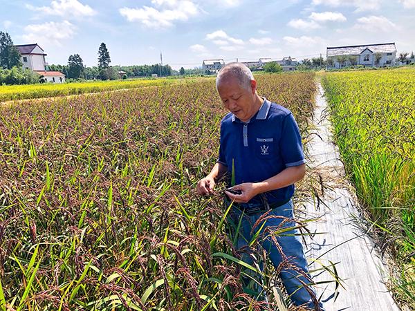 德龙村最新交通动态报道