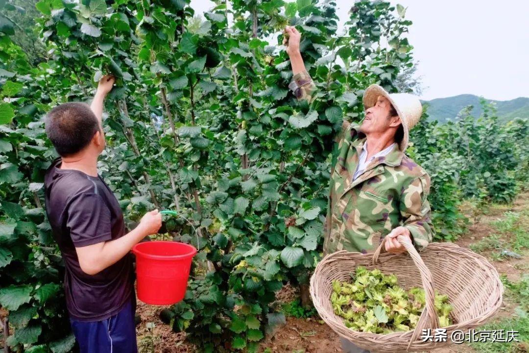 珍珠乡新领导引领开启发展新篇章