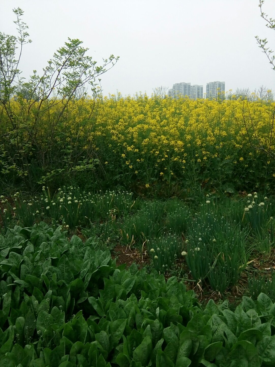 谢家集街道最新天气预报